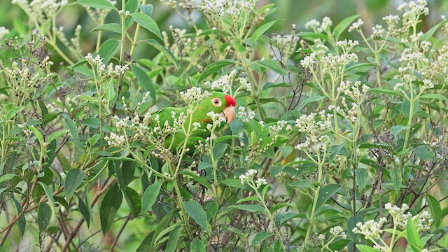 aratinga rudočelý - ML650408457