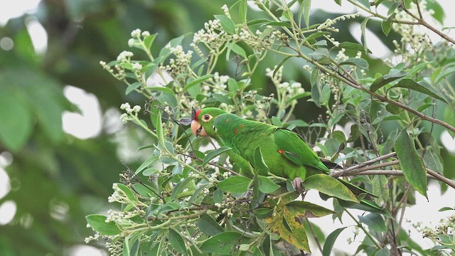 aratinga rudočelý - ML650408460