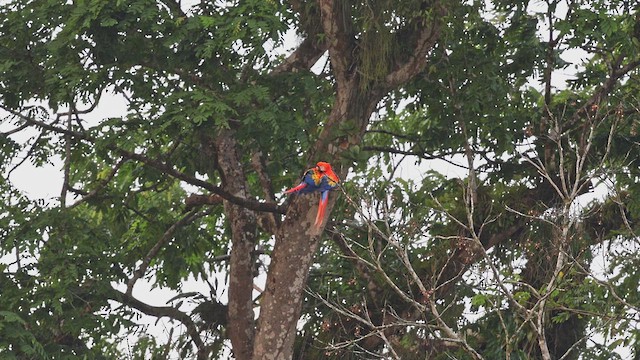 ara arakanga - ML650408469