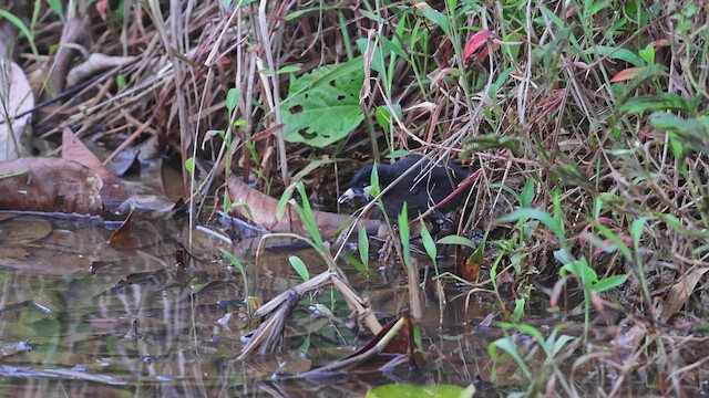 chřástal bledohrdlý - ML650408478