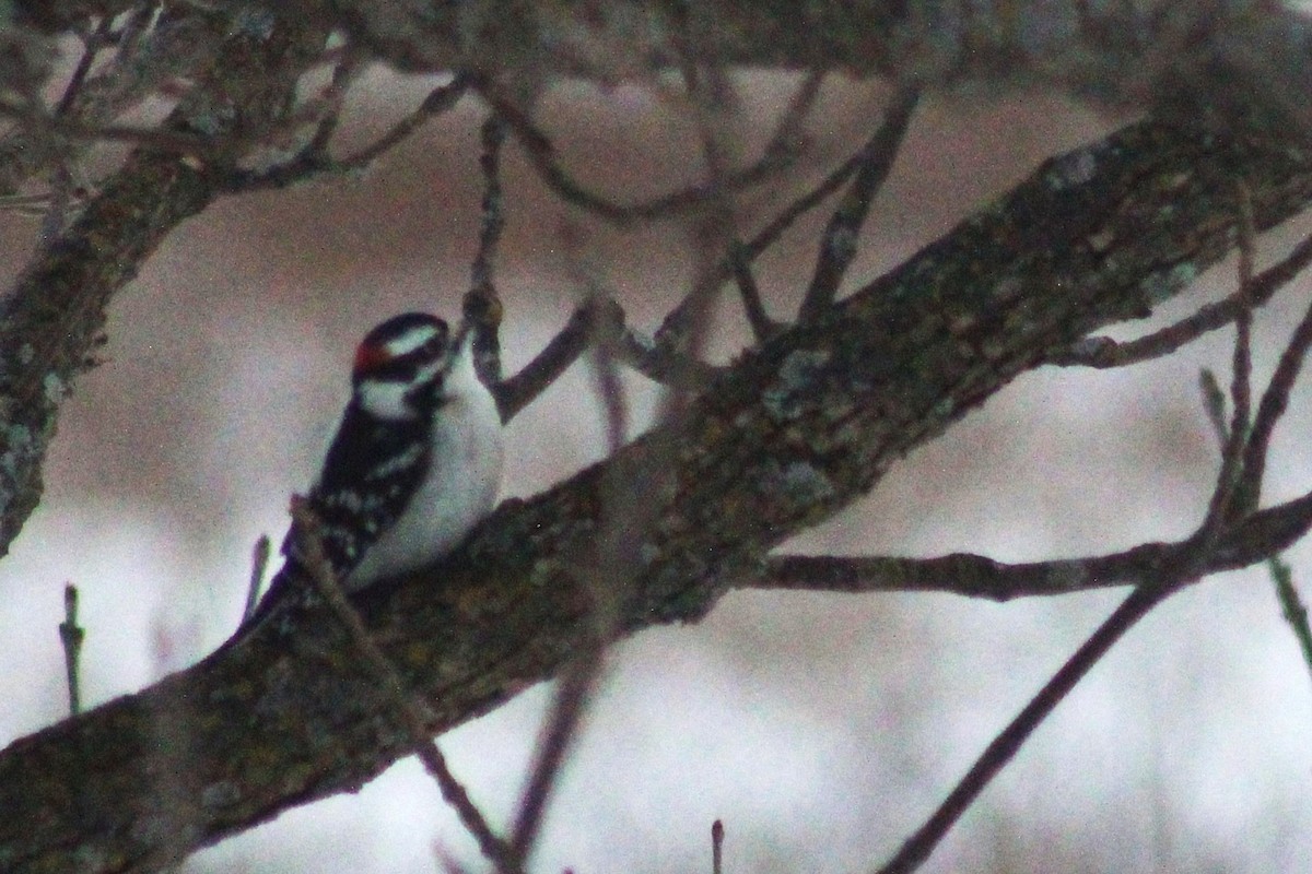 Pico Pubescente - ML650408484