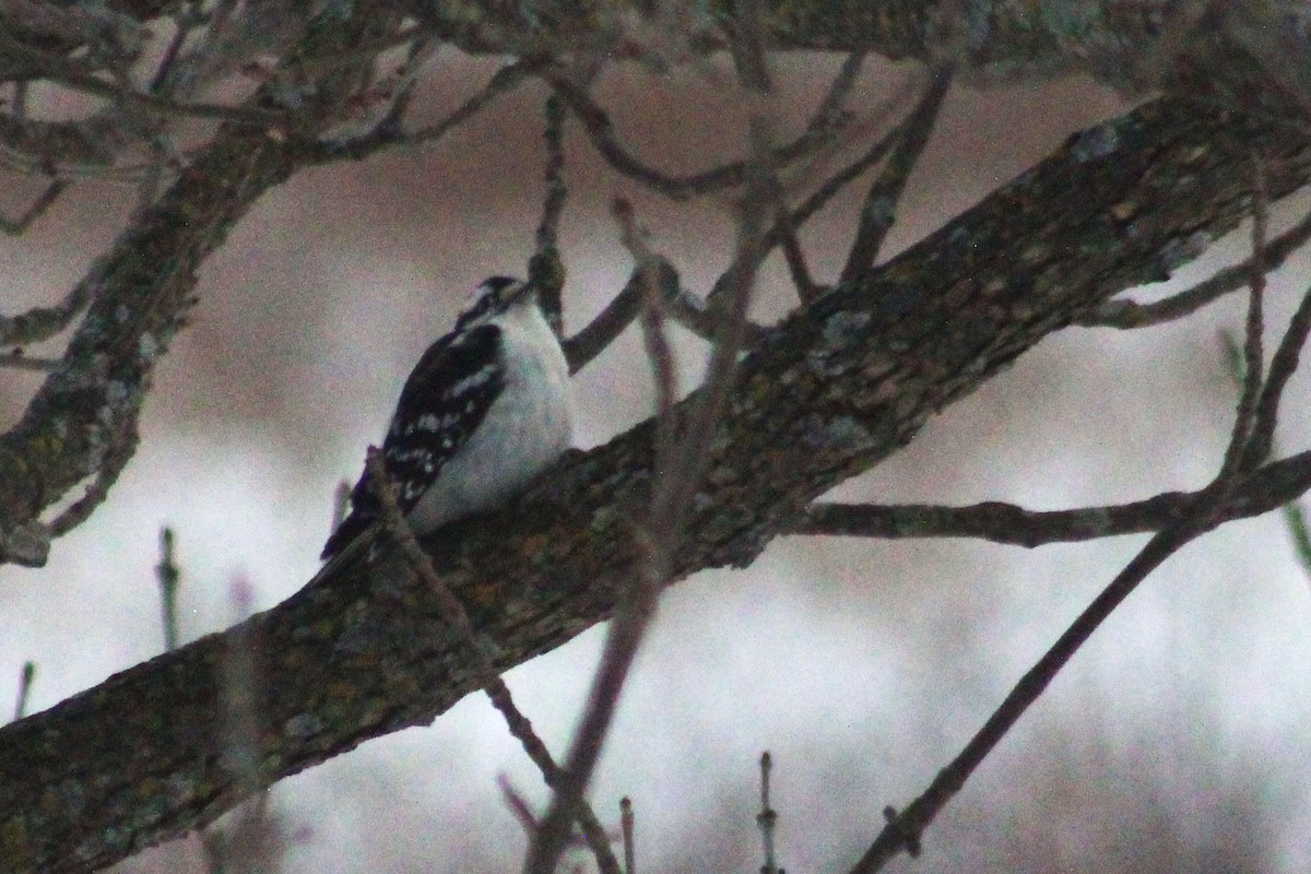 Pico Pubescente - ML650408485