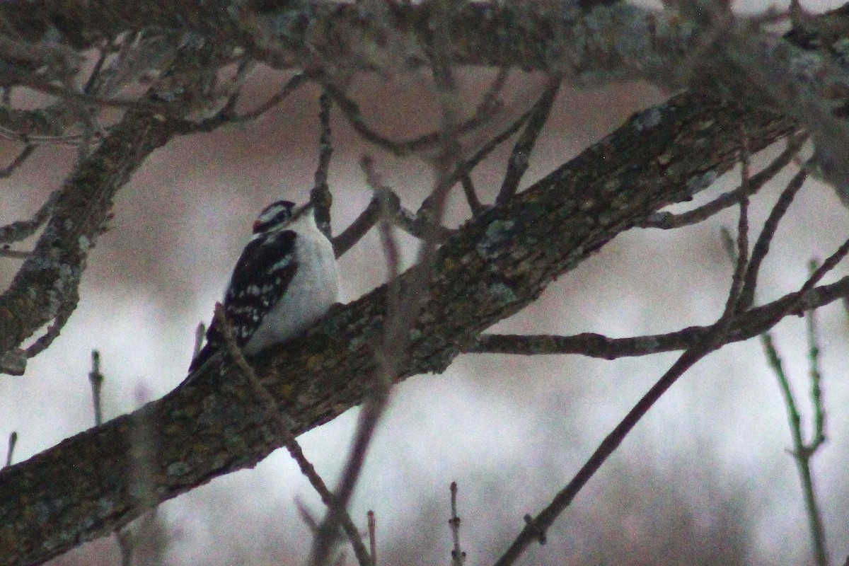 Pico Pubescente - ML650408486