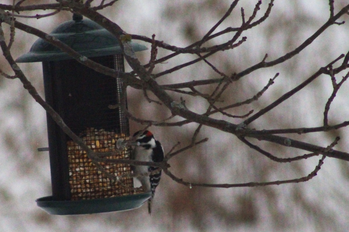 Pico Pubescente - ML650408487