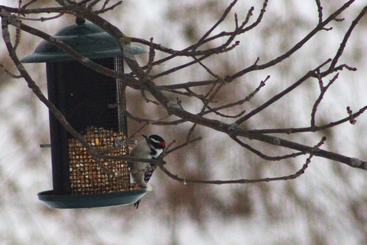 Pico Pubescente - ML650408488