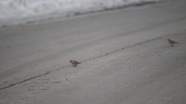 Horned Lark - ML650408490