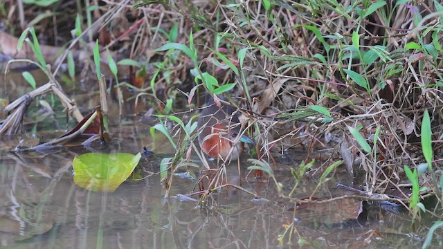 chřástal bledohrdlý - ML650408491