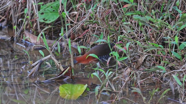 chřástal bledohrdlý - ML650408498