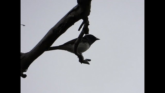 Satin Flycatcher - ML650408602