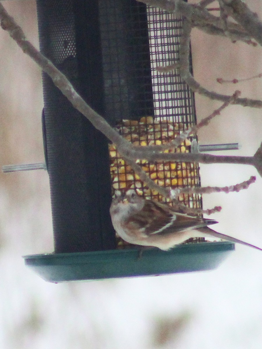 Chingolo Arbóreo - ML650408607