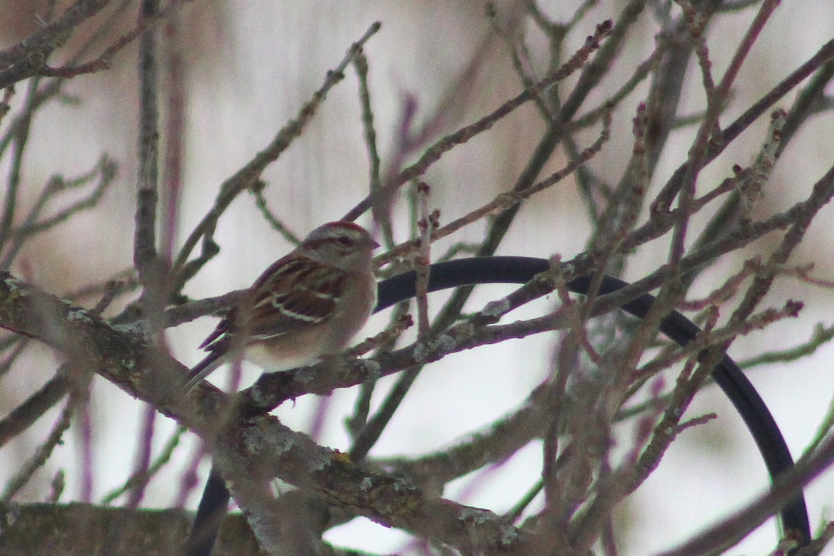 Chingolo Arbóreo - ML650408608