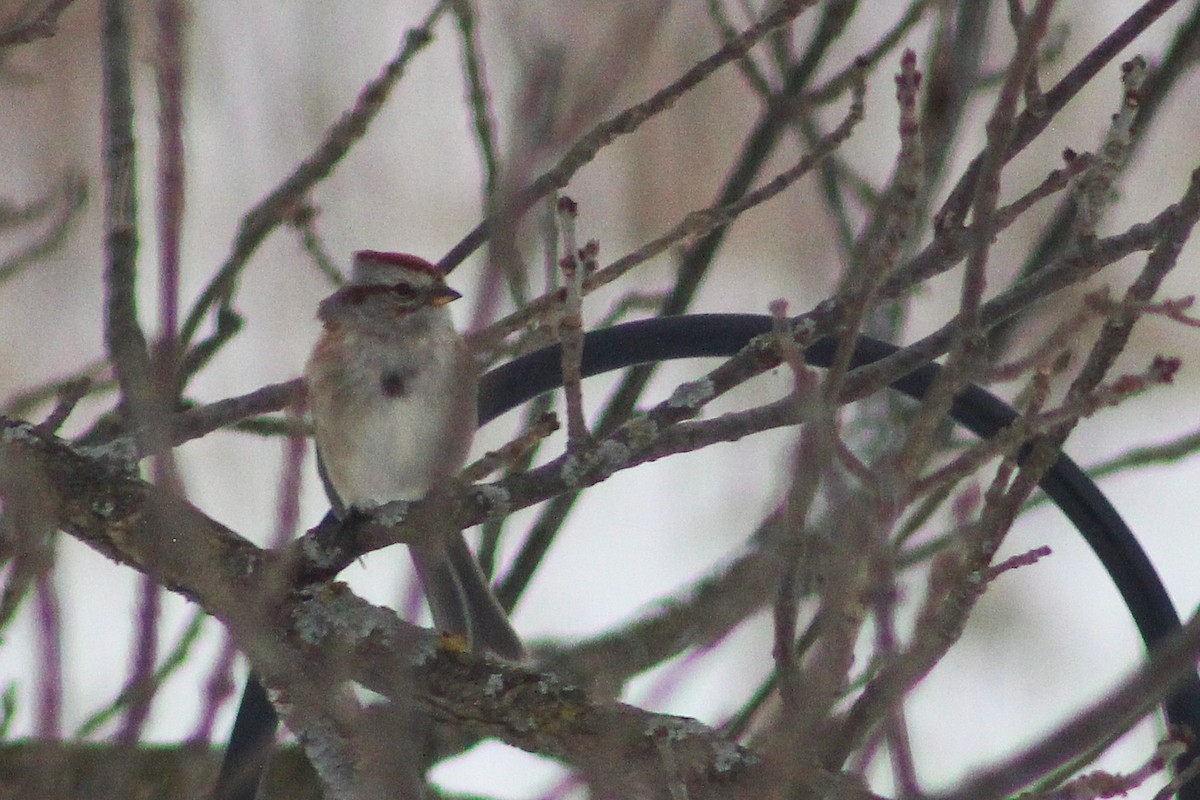 Chingolo Arbóreo - ML650408609