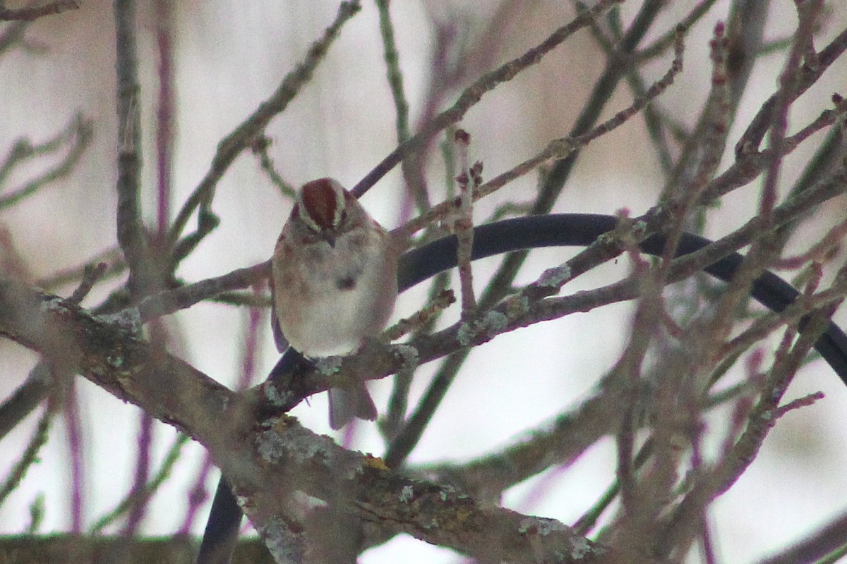 Chingolo Arbóreo - ML650408610