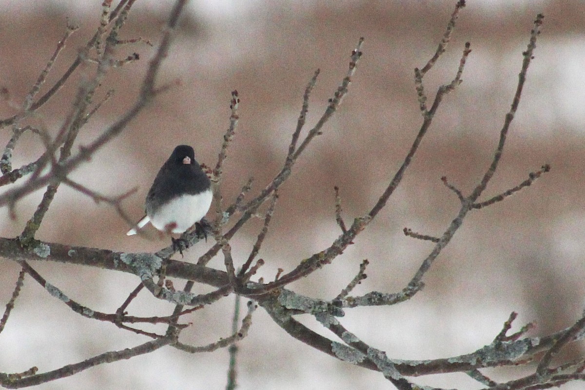 Junco Ojioscuro (Pizarroso) - ML650408655