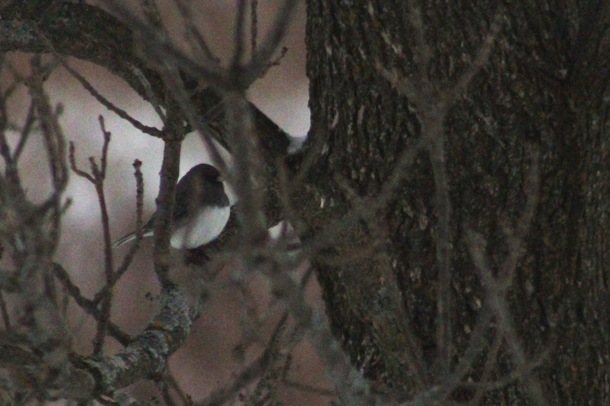 Junco Ojioscuro (Pizarroso) - ML650408656