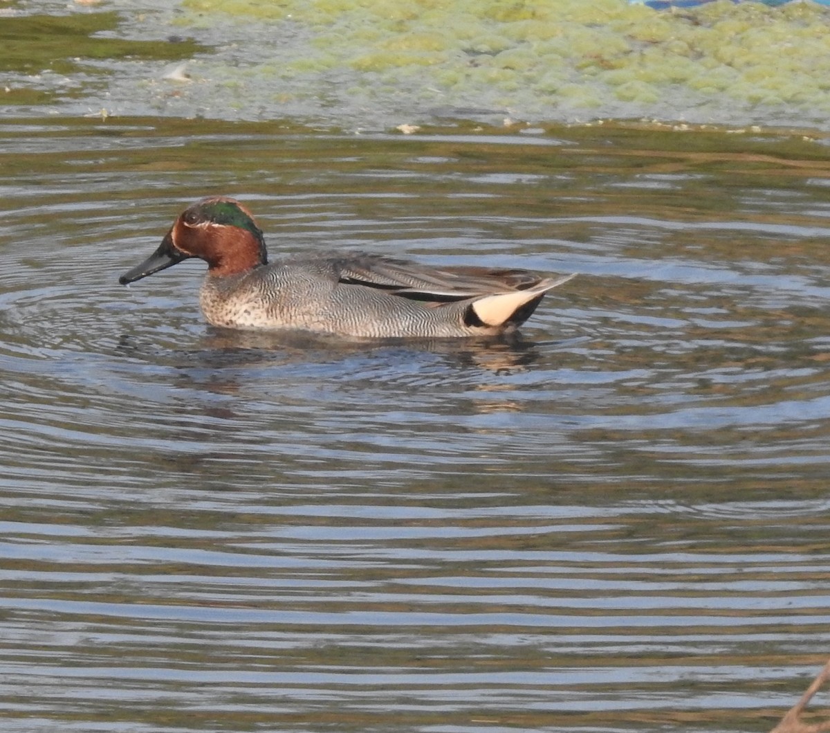 Green-winged Teal - Rajashree Kale