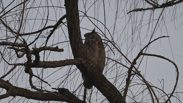 výr virginský - ML650408755