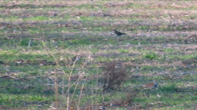 jespák drobný - ML650408808