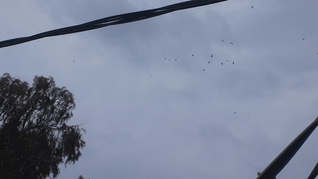 kavka obecná - ML650408941