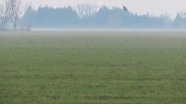 kalous pustovka - ML650409030