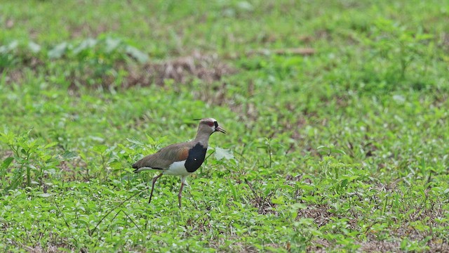 čejka jihoamerická - ML650409142