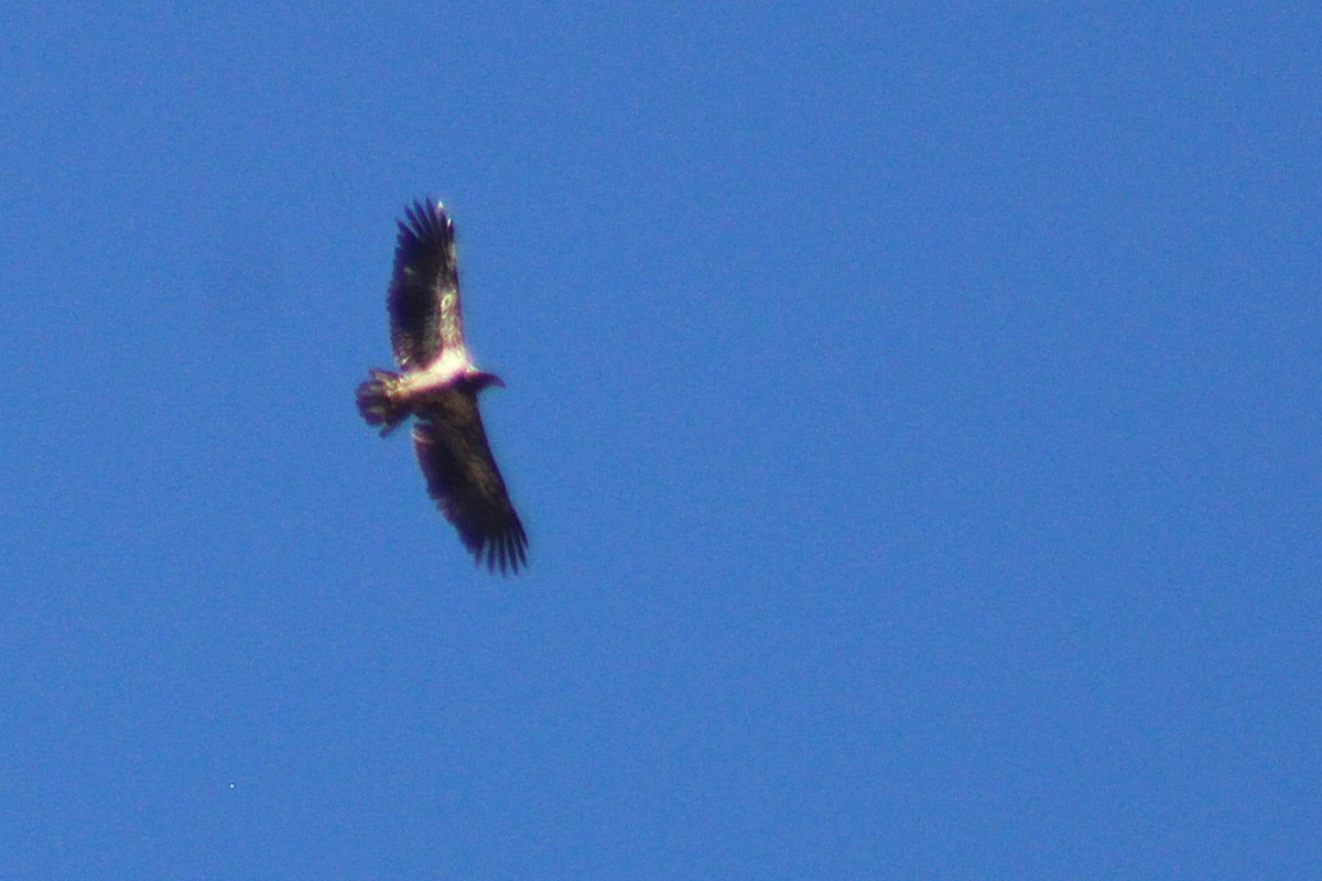 Белоголовый орлан - ML650409260