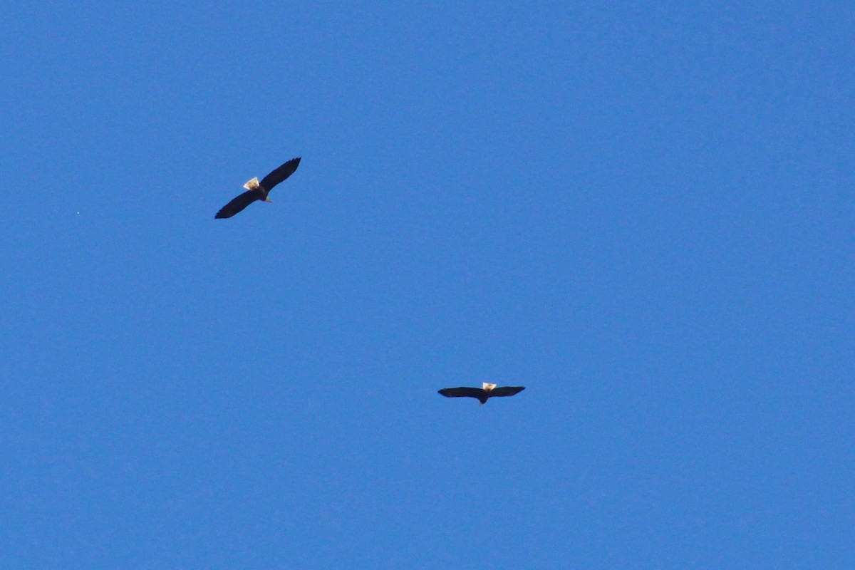 Белоголовый орлан - ML650409261