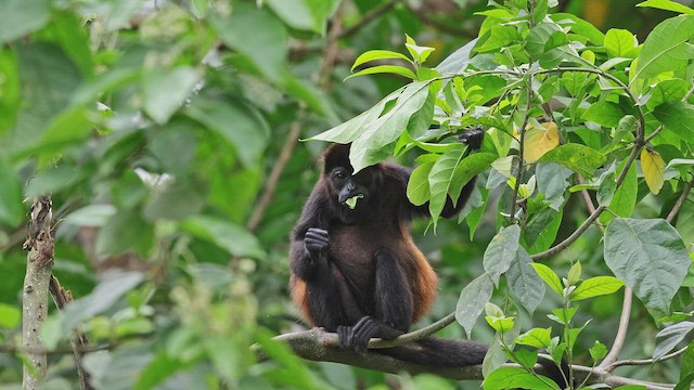 Mantled Howler Monkey - ML650409282