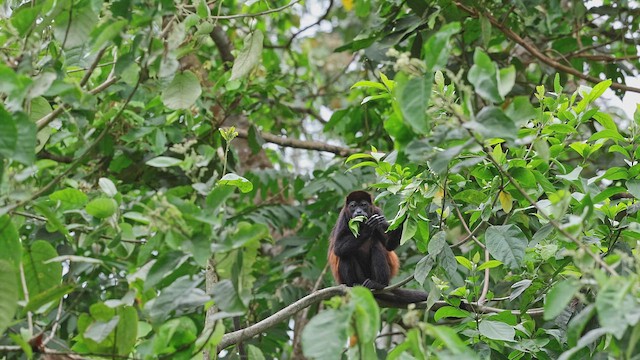 Mantled Howler Monkey - ML650409286