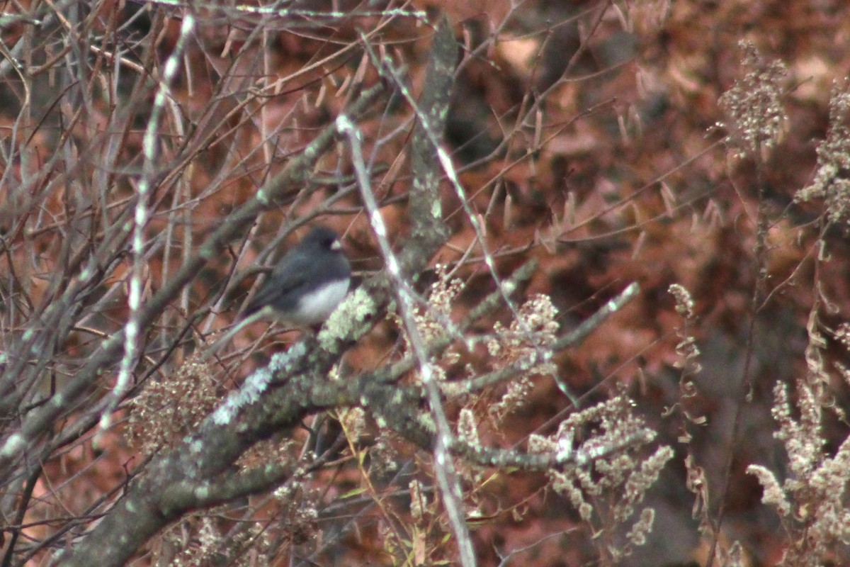 Серый юнко (Серый) - ML650409309