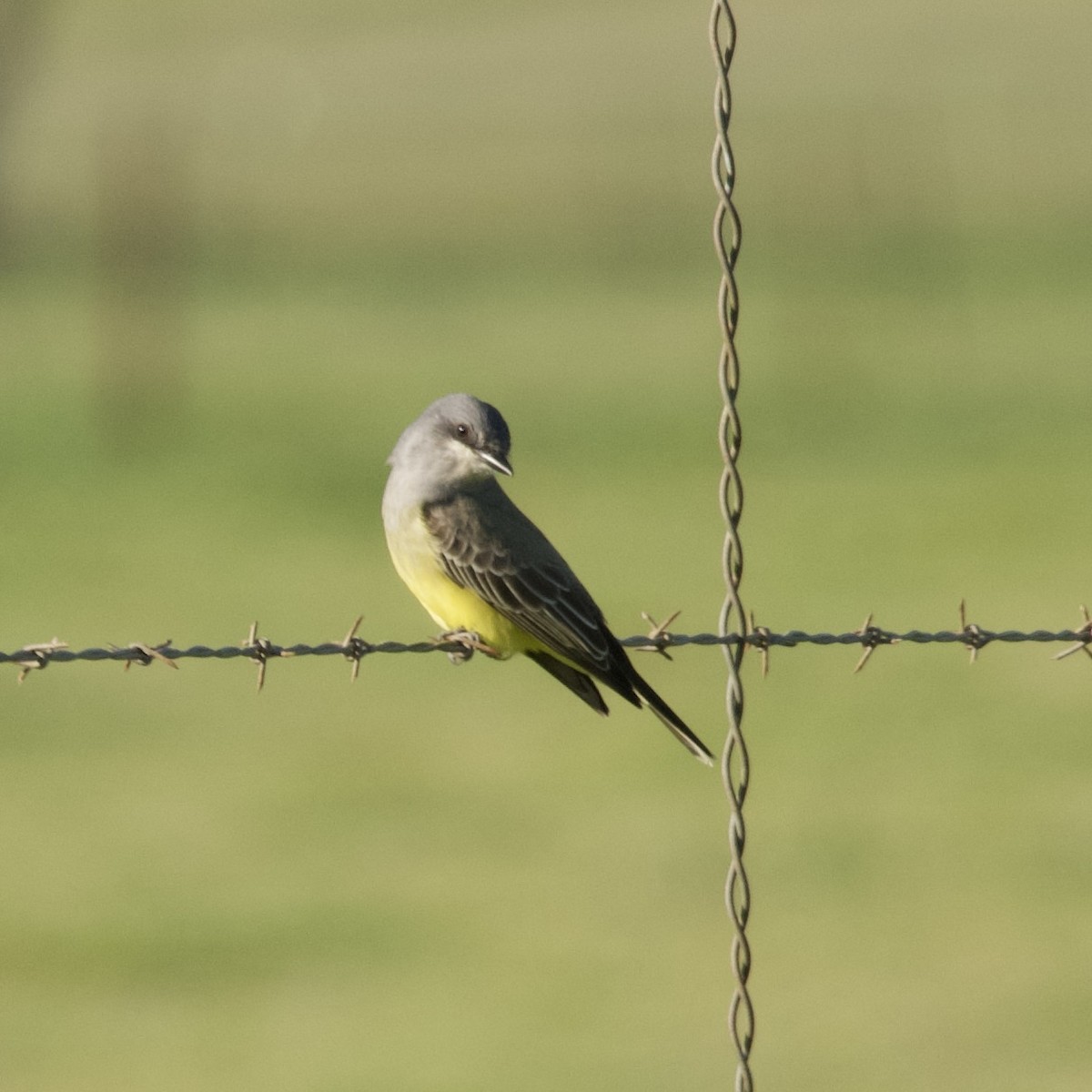 Cassin's Kingbird - ML650409350