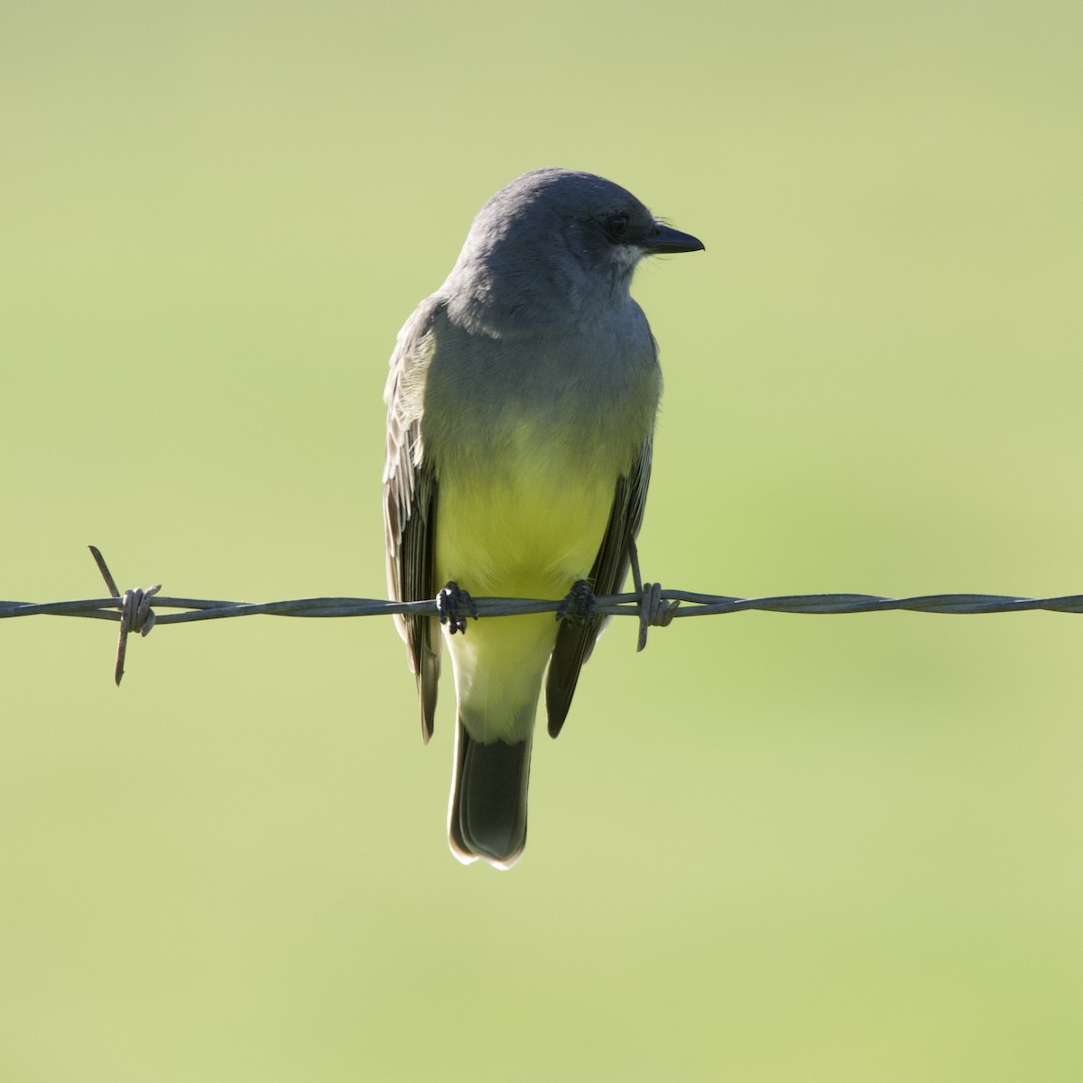 Cassin's Kingbird - ML650409354