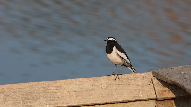 konipas indický - ML650409365