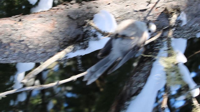 sojka šedá [skupina canadensis] - ML650409424