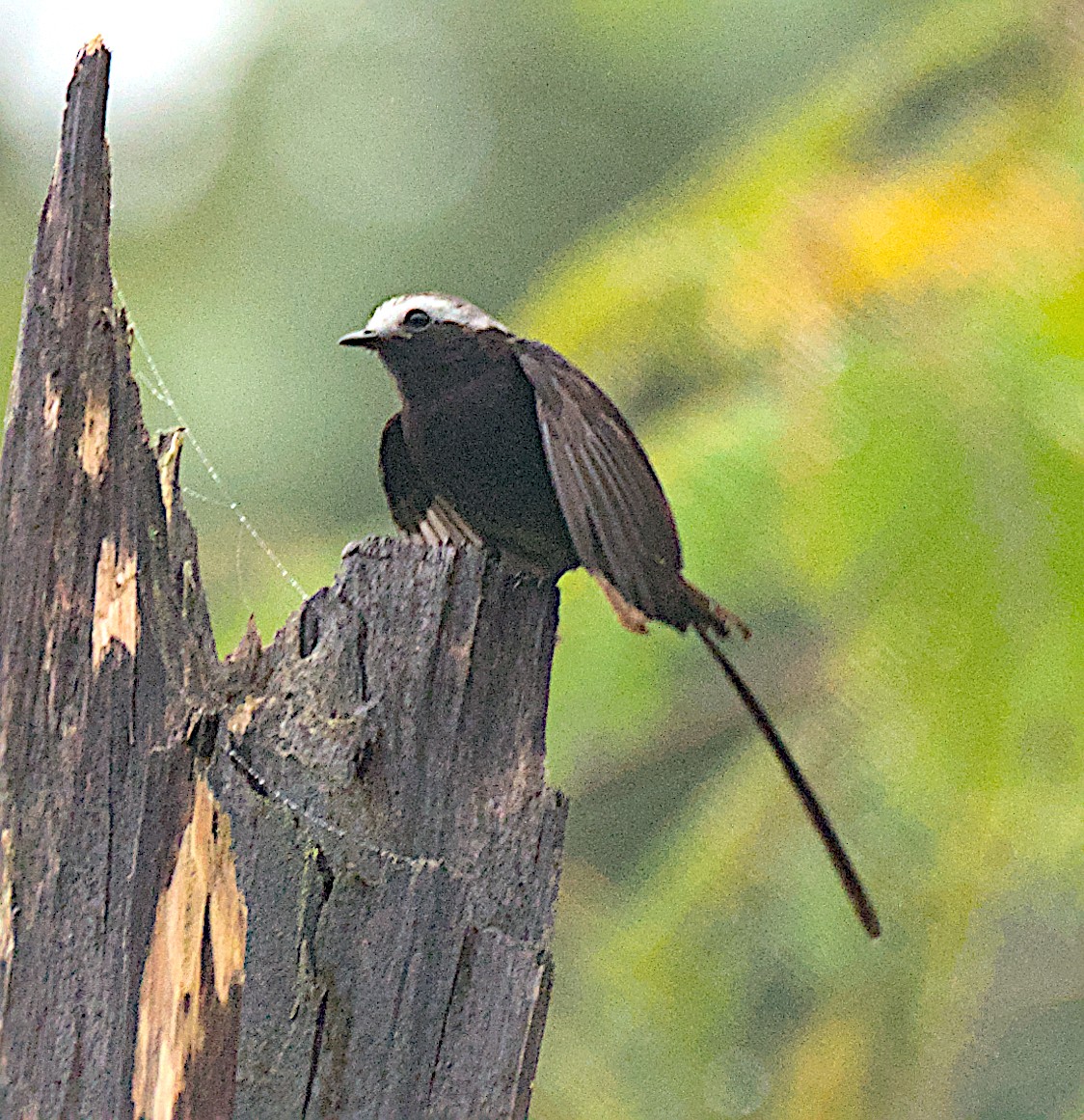 シラガフタオタイランチョウ - ML650409426