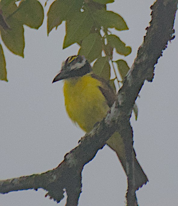 オオハシタイランチョウ - ML650409451