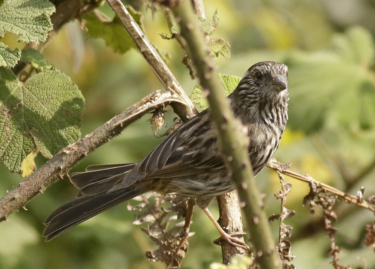 Chinese White-browed Rosefinch - ML65040961