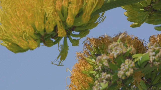 lesňáček žlutoskvrnný - ML650409672