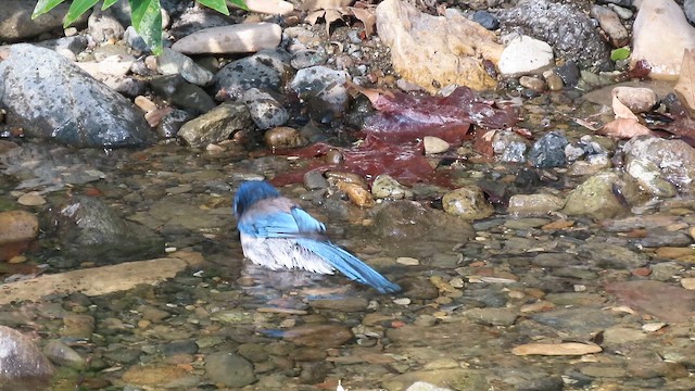 sojka západní - ML650409769