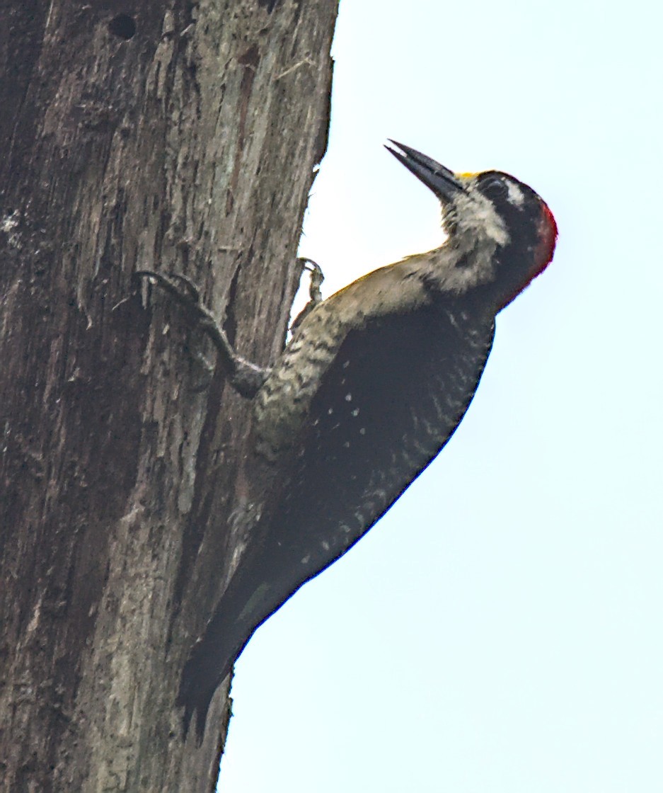 ホオグロミヤビゲラ - ML650409797