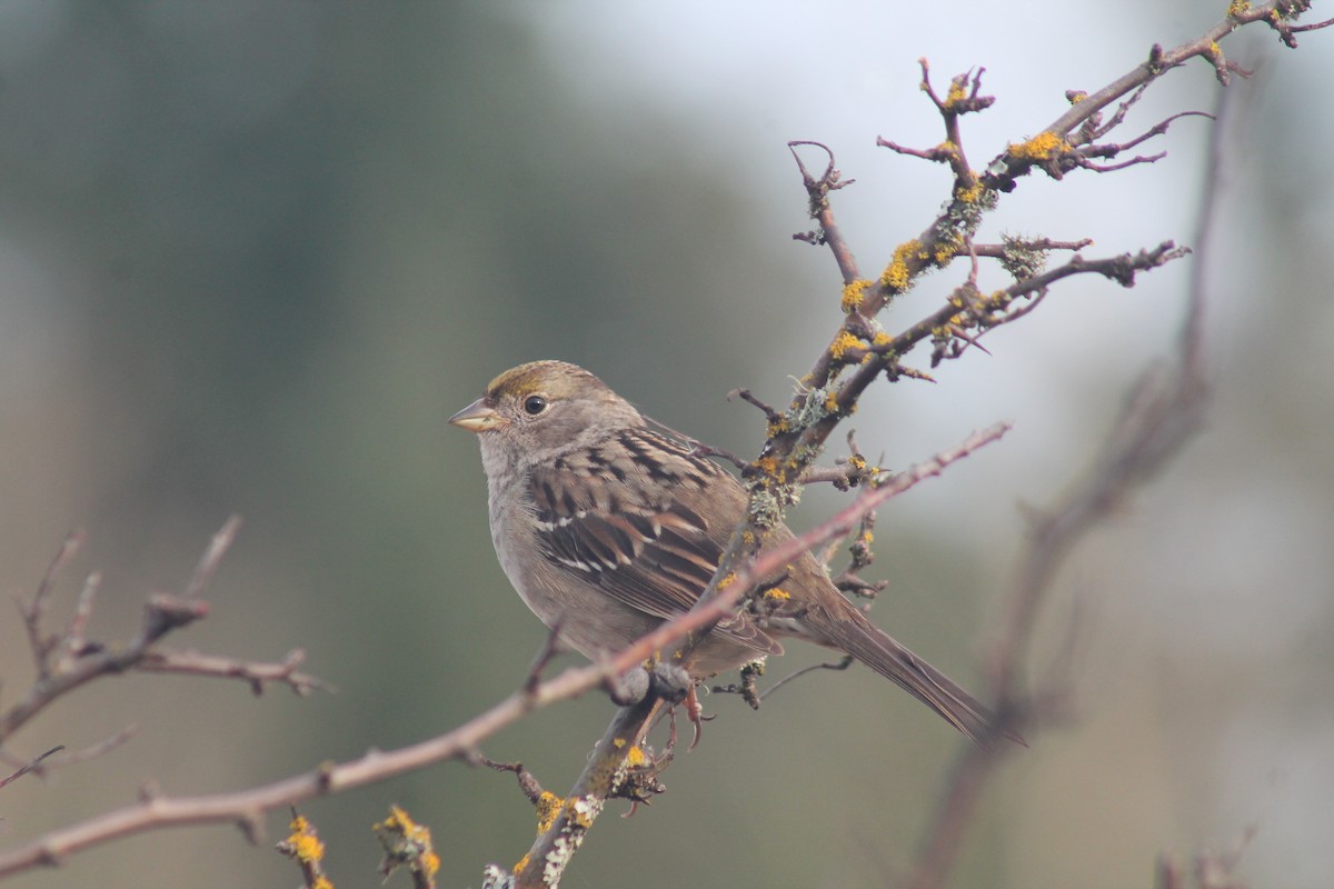 Golden-crowned Sparrow - ML650409885