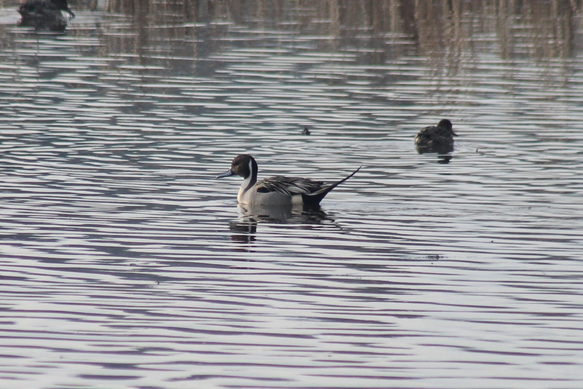 Northern Pintail - ML650409911