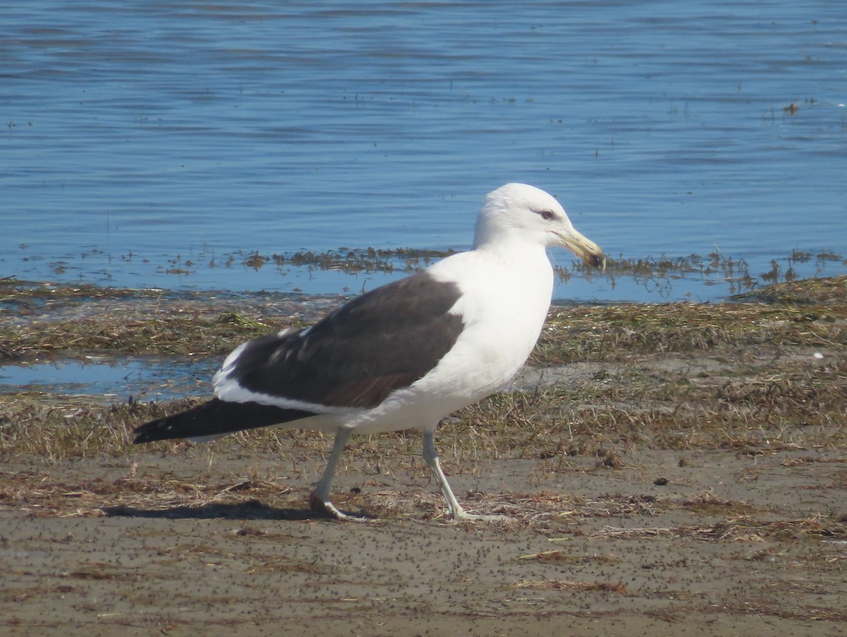 Kelp Gull - ML650409981