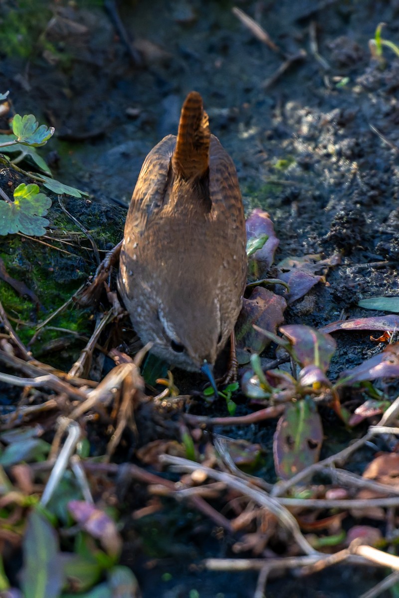 střízlík kanadský - ML650410170