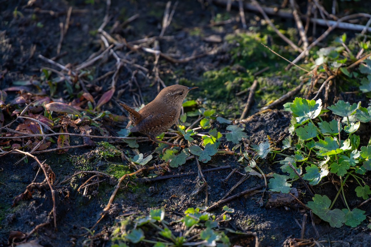 střízlík kanadský - ML650410171