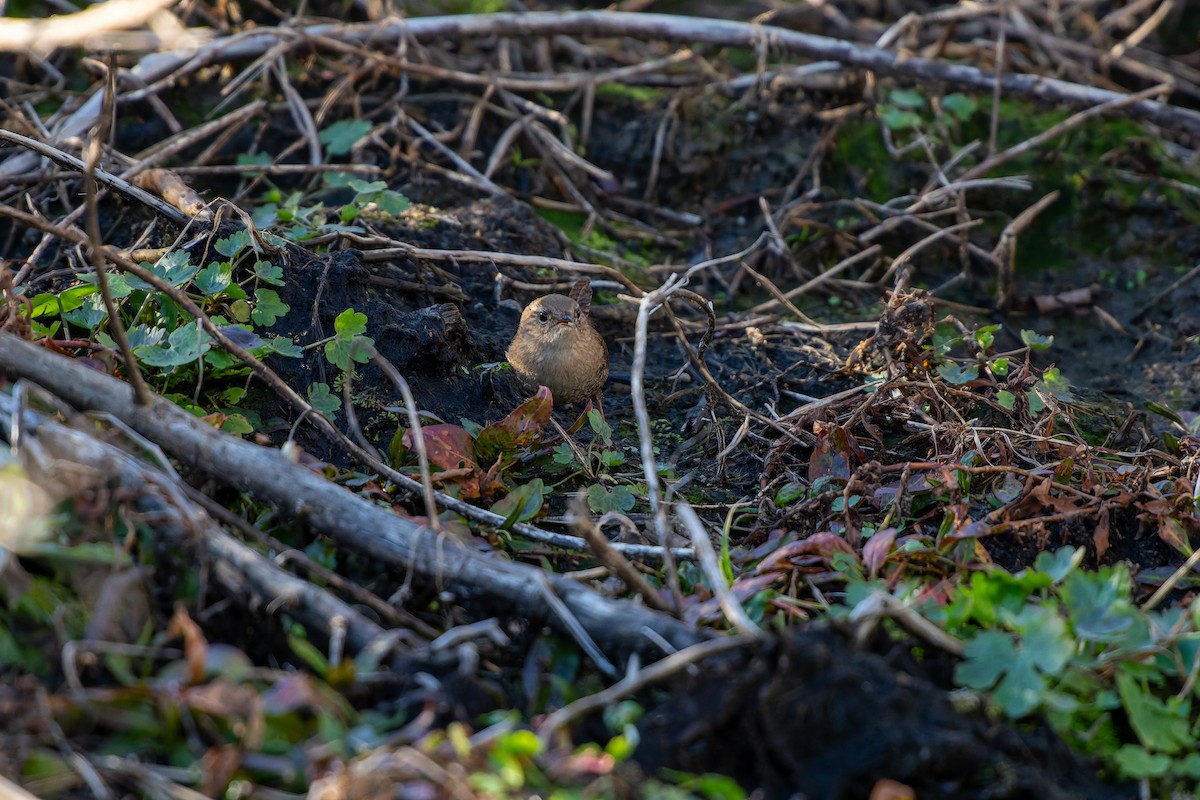 střízlík kanadský - ML650410172