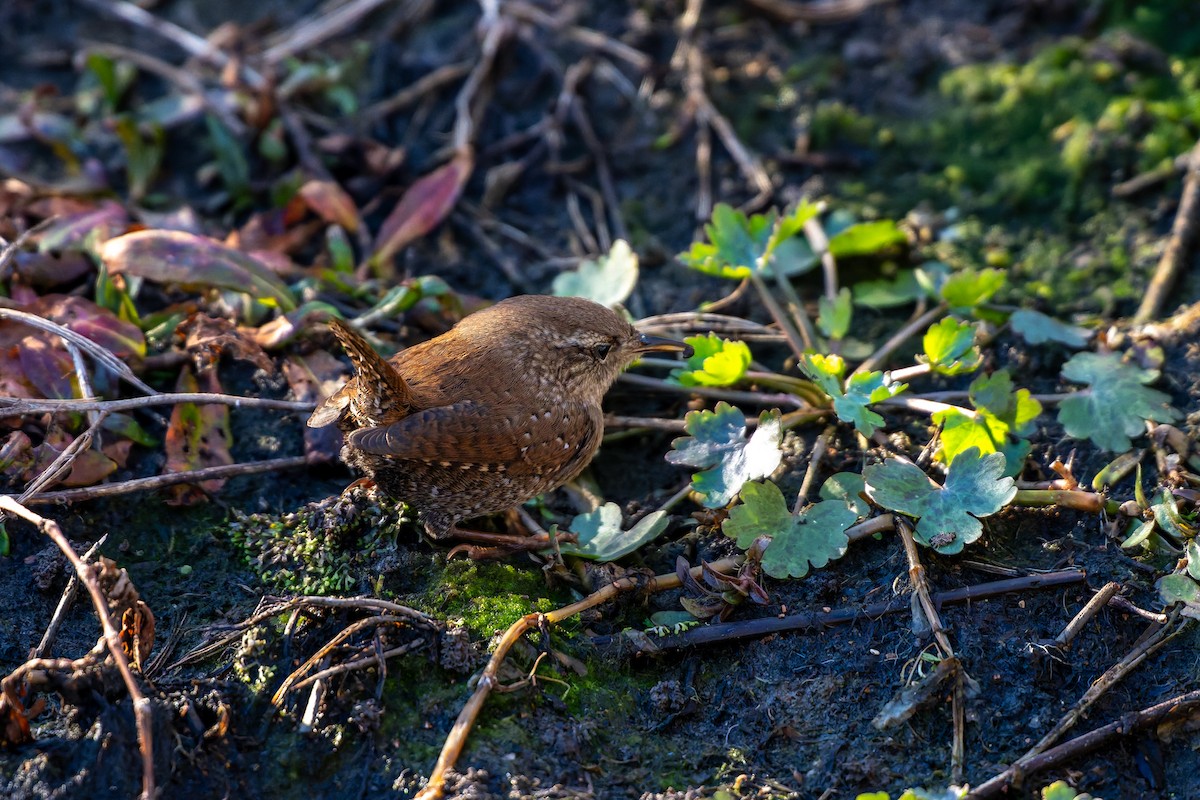 střízlík kanadský - ML650410173