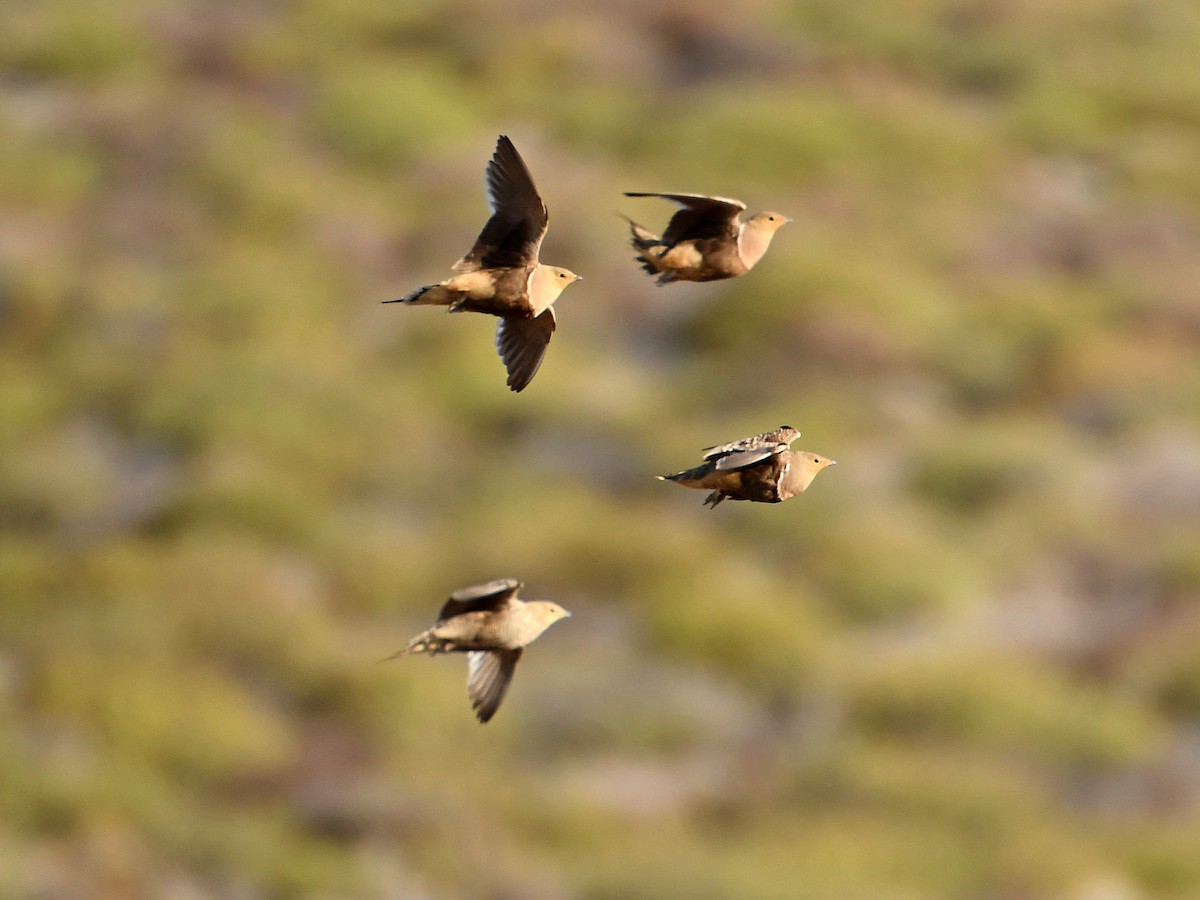 Namaqua Sandgrouse - ML650410224