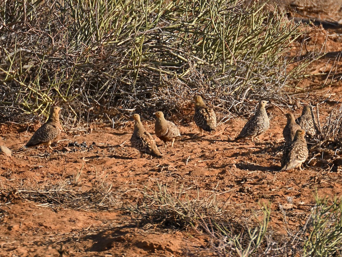 Namaqua Sandgrouse - ML650410225