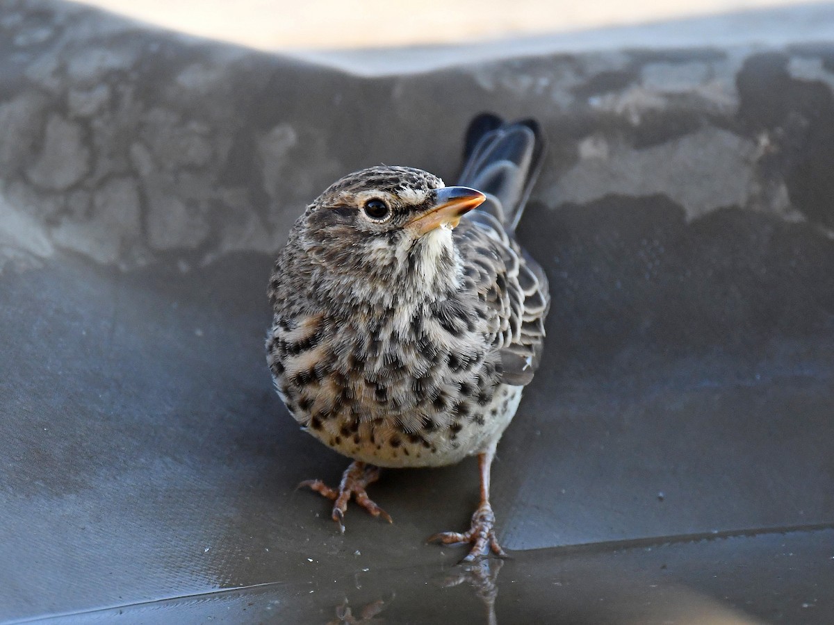 Large-billed Lark - ML650410247
